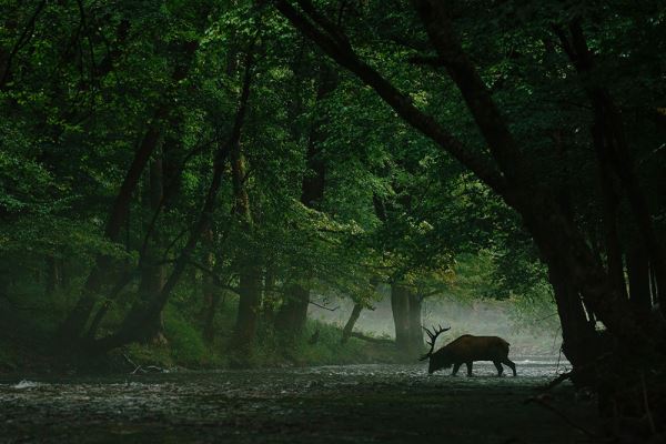 Игривые волки и фантомы в дрейфе: лучшие фото природы по версии  Nature Conservancy - новости экологии на ECOportal
