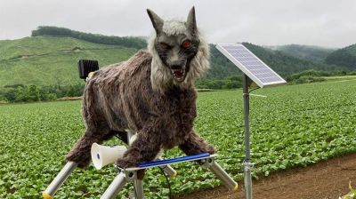 В Японии для борьбы с дикими животными начали использовать роботов-волков - новости экологии на ECOportal