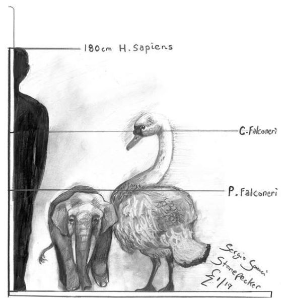 Гигантский лебедь и карликовый слон - новости экологии на ECOportal