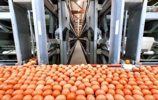 Ярославская область нацелилась на 2 млрд куриных яиц