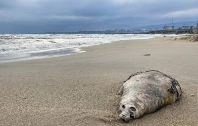 Ученые сообщили о причинах массовой гибели редких тюленей на Каспии в 2022 году - новости экологии на ECOportal