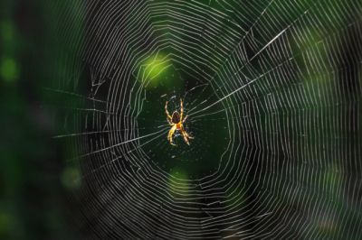 Почему пауки не запутываются в собственной паутине? - новости экологии на ECOportal