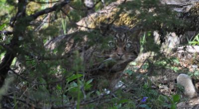 Генетики не нашли в Шотландии чистокровных лесных котов - новости экологии на ECOportal
