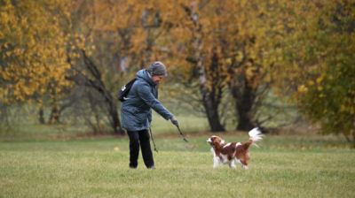 Кинолог посоветовал не использовать телефон при прогулке с собакой - новости экологии на ECOportal