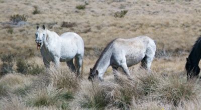 В австралийском национальном парке Косцюшко отстреляют с воздуха тысячи лошадей - новости экологии на ECOportal