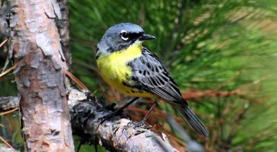 Американские орнитологи переименуют названных в честь людей птиц - новости экологии на ECOportal