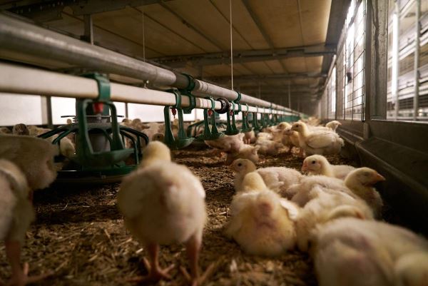 Производство птицы на убой в Кузбассе за год выросло на 10,5%