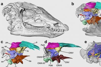 У "подземного" динозавра обнаружили сверхчувства - новости экологии на ECOportal