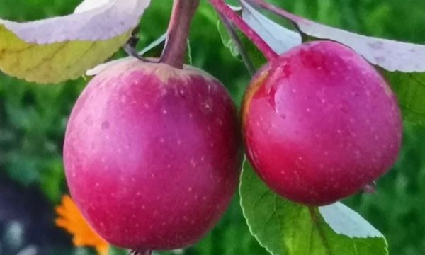 Эпифитные дрожжи турецкой местной яблони показали высокий потенциал для защиты яблок от альтернариозной черной гнили плодов