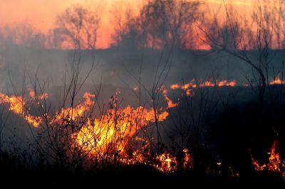 В МЧС заявили, что в РФ большинство природных пожаров происходят по вине человека - новости экологии на ECOportal