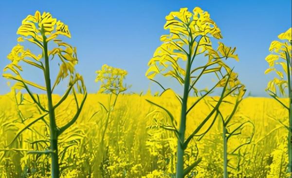 Рапс с геном кукурузы готов к полевым испытаниям