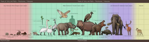 Гигантский лебедь и карликовый слон - новости экологии на ECOportal