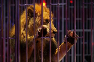 Законопроект о запрете животных в цирках вынесут на «нулевые» чтения - новости экологии на ECOportal